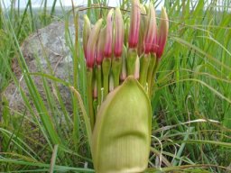 Brunsvigia radulosa spathe bracts